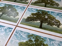 Image 4 of Meadow Oak
