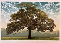 Image 2 of Meadow Oak
