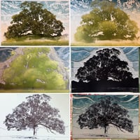 Image 3 of Meadow Oak
