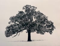 Image 1 of Oak in...