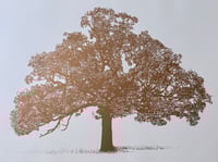 Image 2 of Oak in...