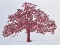 Image 3 of Oak in...