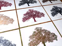 Image 5 of Oak in...