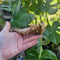 Snagon **Design 2.0 Live**