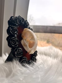 Image 3 of Kitty Skull No. II