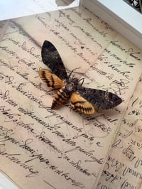 Image 1 of Death's-head Hawkmoth No. I