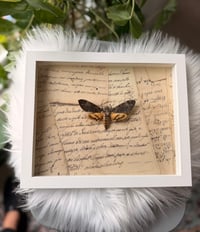 Image 2 of Death's-head Hawkmoth No. I
