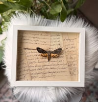 Image 3 of Death's-head Hawkmoth No. I