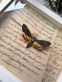 Image 4 of Death's-head Hawkmoth No. I