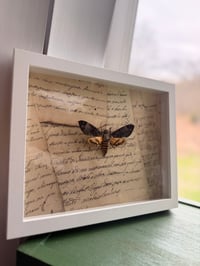 Image 5 of Death's-head Hawkmoth No. I