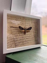 Image 6 of Death's-head Hawkmoth No. I