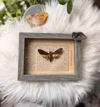 Image 1 of Death's-head Hawkmoth No. II 