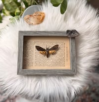 Image 2 of Death's-head Hawkmoth No. II 
