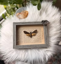 Image 3 of Death's-head Hawkmoth No. II 