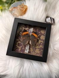 Image 2 of Orange Oakleaf & Quartz