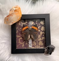 Image 3 of Orange Oakleaf & Quartz