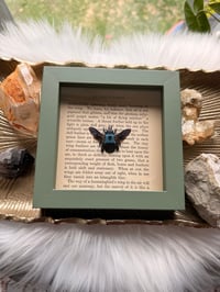 Image 2 of Blue Carpenter Bee No. II