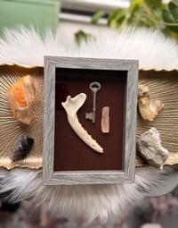 Image 1 of Fox Jawbone & Orange Selenite 
