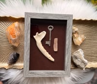 Image 3 of Fox Jawbone & Orange Selenite 