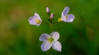 Image 1 of Cardamine Pratensis