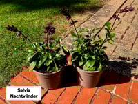 Salvia Nachtvlinder