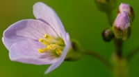 Image 2 of Cardamine Pratensis