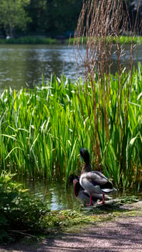 Image 2 of Bingham's pond