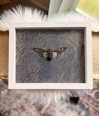 Image 1 of Blue Cicada Tosena No. II