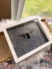 Image 2 of Blue Cicada Tosena No. II