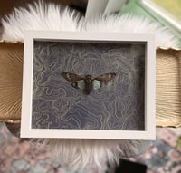 Image 3 of Blue Cicada Tosena No. II