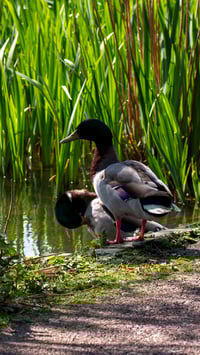 Image 3 of Bingham's pond