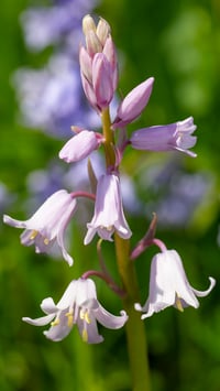 Purple-Bells