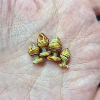 Image 1 of INTERNATIONAL DROP MINI PLUG WOOD GRAIN 