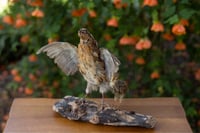 Image 1 of Mama & Baby Quail