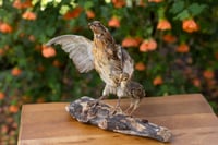 Image 2 of Mama & Baby Quail