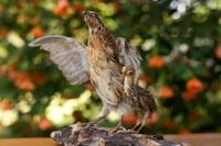 Image 3 of Mama & Baby Quail