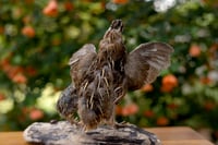 Image 5 of Mama & Baby Quail