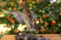 Image 4 of Mama & Baby Quail