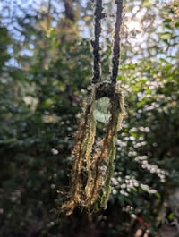 Image 1 of Lichen & Moss 