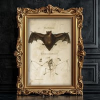 Image 1 of Vintage Bat Anatomy Print