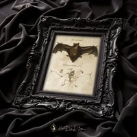 Image 3 of Vintage Bat Anatomy Print