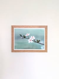 Image 4 of Plum Blossom