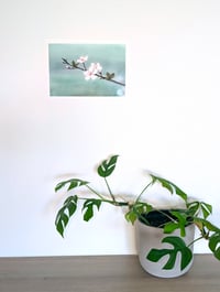 Image 3 of Plum Blossom