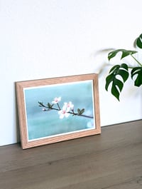 Image 2 of Plum Blossom