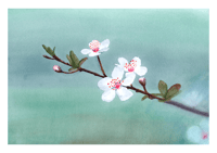 Image 1 of Plum Blossom