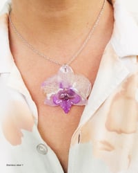 Image 3 of "Phalaenopsis" medianas | Variedad