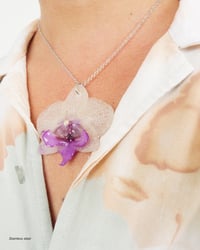 Image 2 of "Phalaenopsis" medianas | Variedad