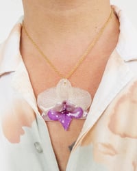 Image 1 of "Phalaenopsis" medianas | Variedad