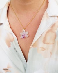 Image 2 of "Phalaenopsis" pequeñas | Variedad