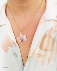 Image 3 of "Phalaenopsis" pequeñas | Variedad